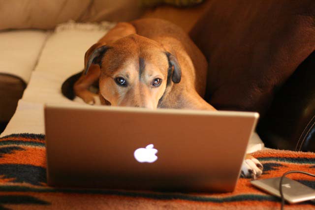 Social Media: Workin’ Like A Dog? featured image