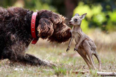 Walking My Dog Quora I Ran Smack-Dab Into A Kangaroo! featured image