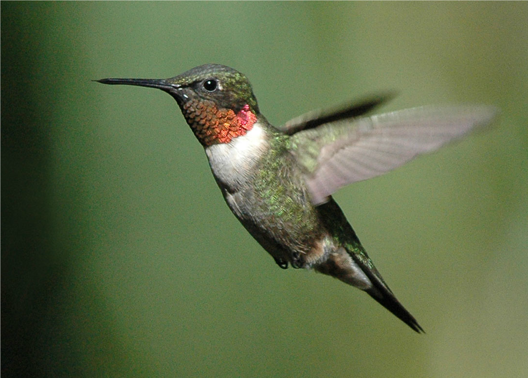 What Hummingbirds Can Teach Us About Social Media featured image